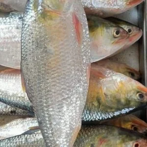 ১০ পিস (৫ কেজি)