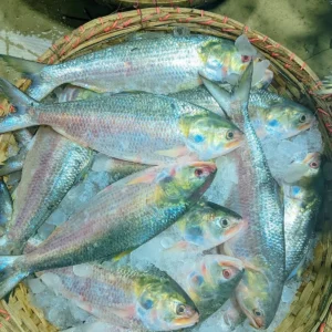 ১০ পিস (৫ কেজি)