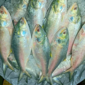 ৮ পিস (৫ কেজি)