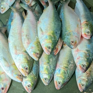 ৫ পিছ ৫ কেজি
